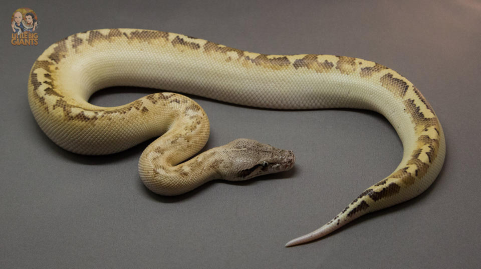 Python Brongersmai „Ivory“